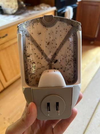 Hand holding an electric insect trap device filled with numerous dead insects, in a kitchen setting