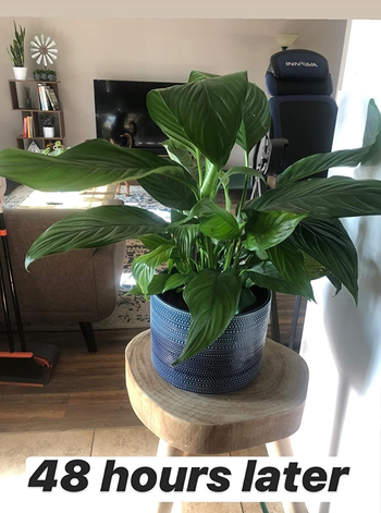 reviewer showing how nice their plants looks 48 hours later