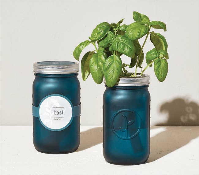 teal mason jar with fresh basil growing out of it