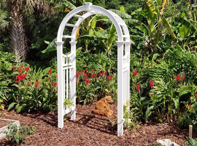 reviewer's arch in a garden