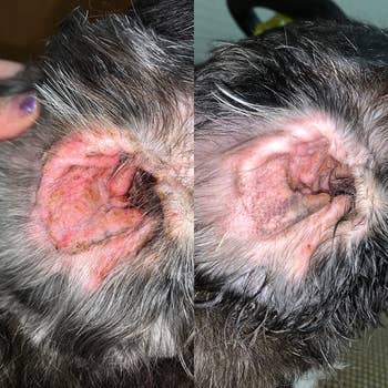 side by side reviewer before and after images of a dog's inflamed and crusty ear becoming clean and less inflamed