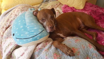 dog leaning on large blue and white spot plush