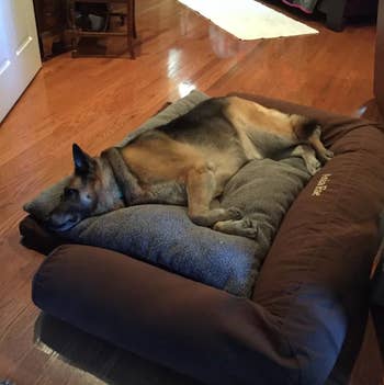 reviewer photo of German Shepherd sleeping on sofa bed
