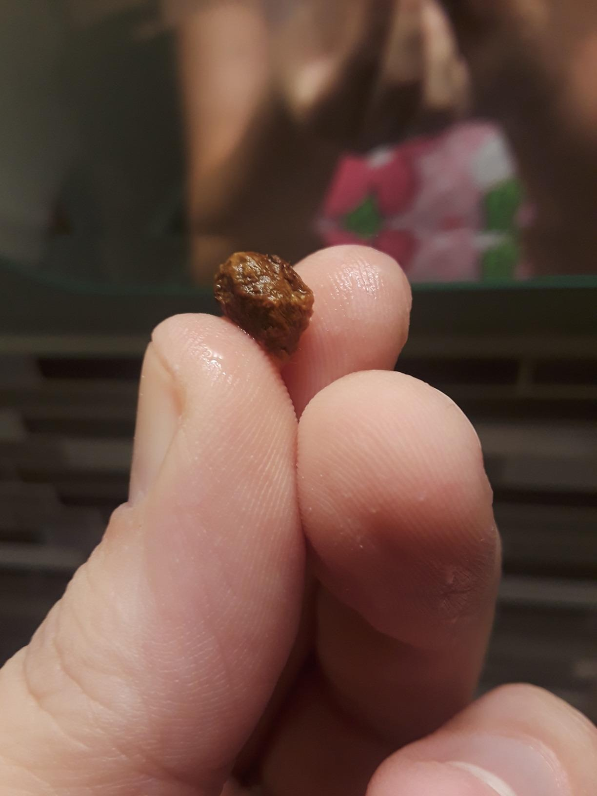 Close-up of a hand holding a small clump of brown ear wax