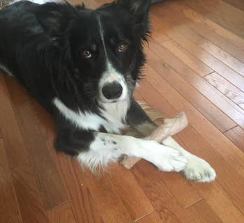 reviewer's border collie holding the large dogwood toy