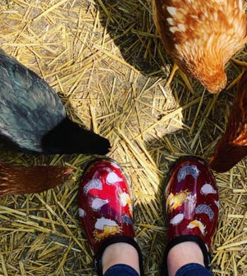 reviewer wearing red chicken patterned garden shoes