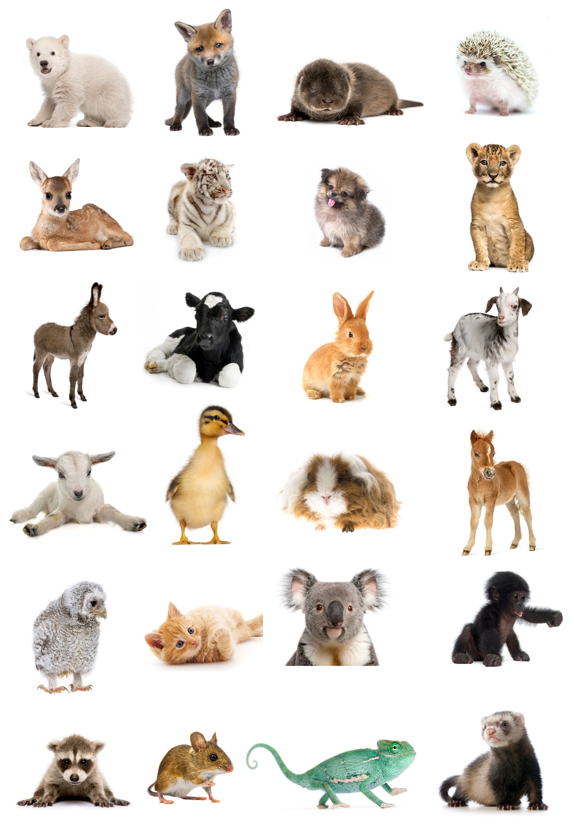 Quiz: Most People Can't Identify These Baby Animals On This Picture — Can  You?