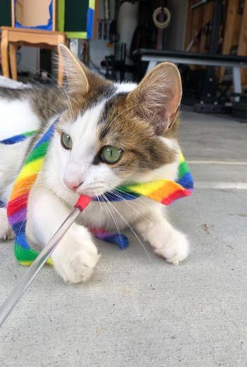 reviewer's cat playing with the rainbow toy