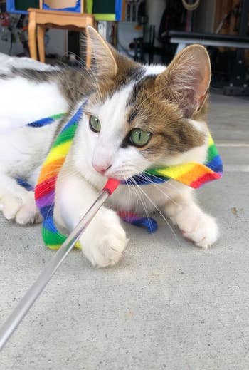 reviewer's cat playing with the rainbow toy