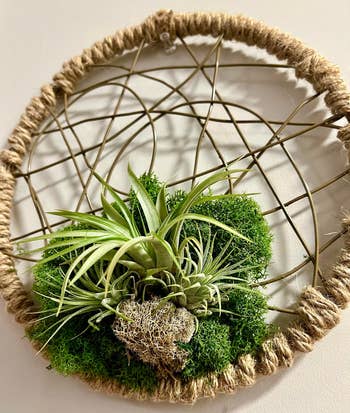 BuzzFeed writer's image of the brown dreamcatcher with green air plant hanging on the wall