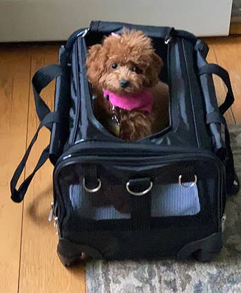 reviewer's dog inside the carrier with wheels