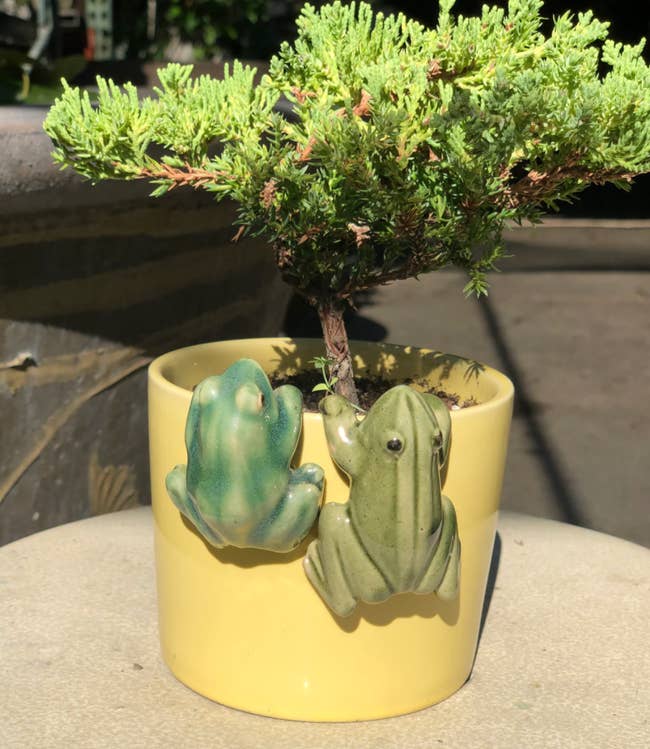Two porcelain frog figurines hanging off a yellow potted planter
