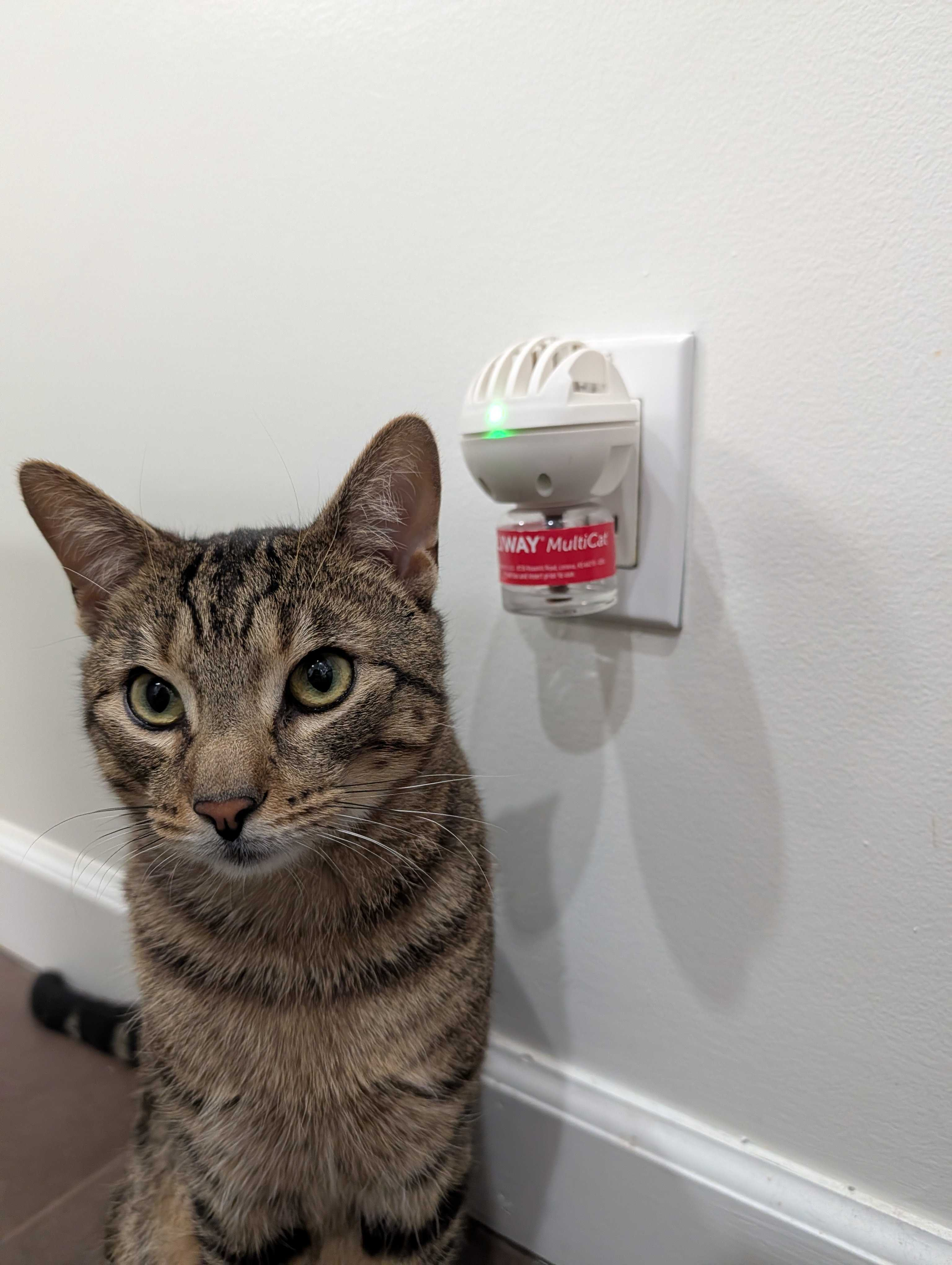 cat next to feliway diffuser