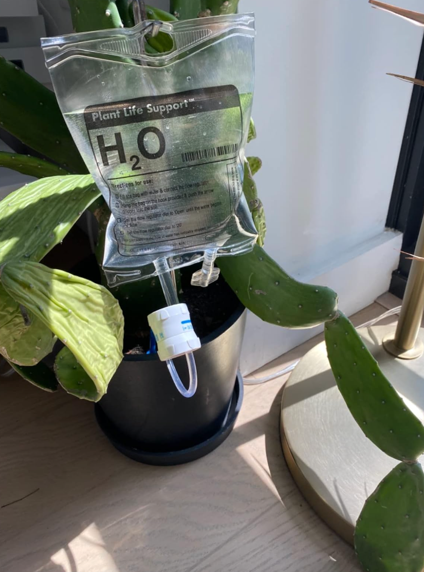 reviewers IV plant watering bag