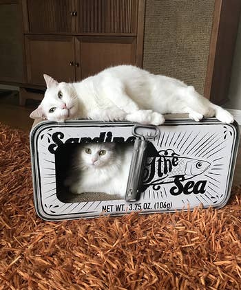 Two cats on a novelty sardine tin-shaped cat bed with one cat inside and the other on top