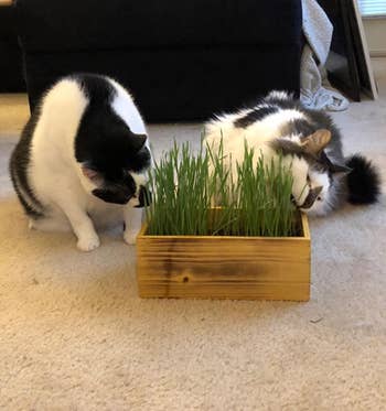 reviewer's cats chowing down on the cat grass