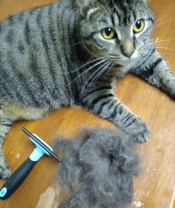 a short haired cat next to the brush and a pile of fur