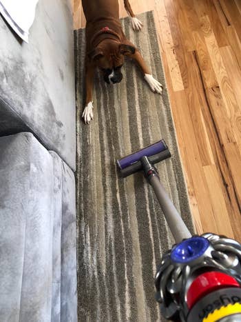 a reviewer uses the vacuum to clean a rug full of dog hair