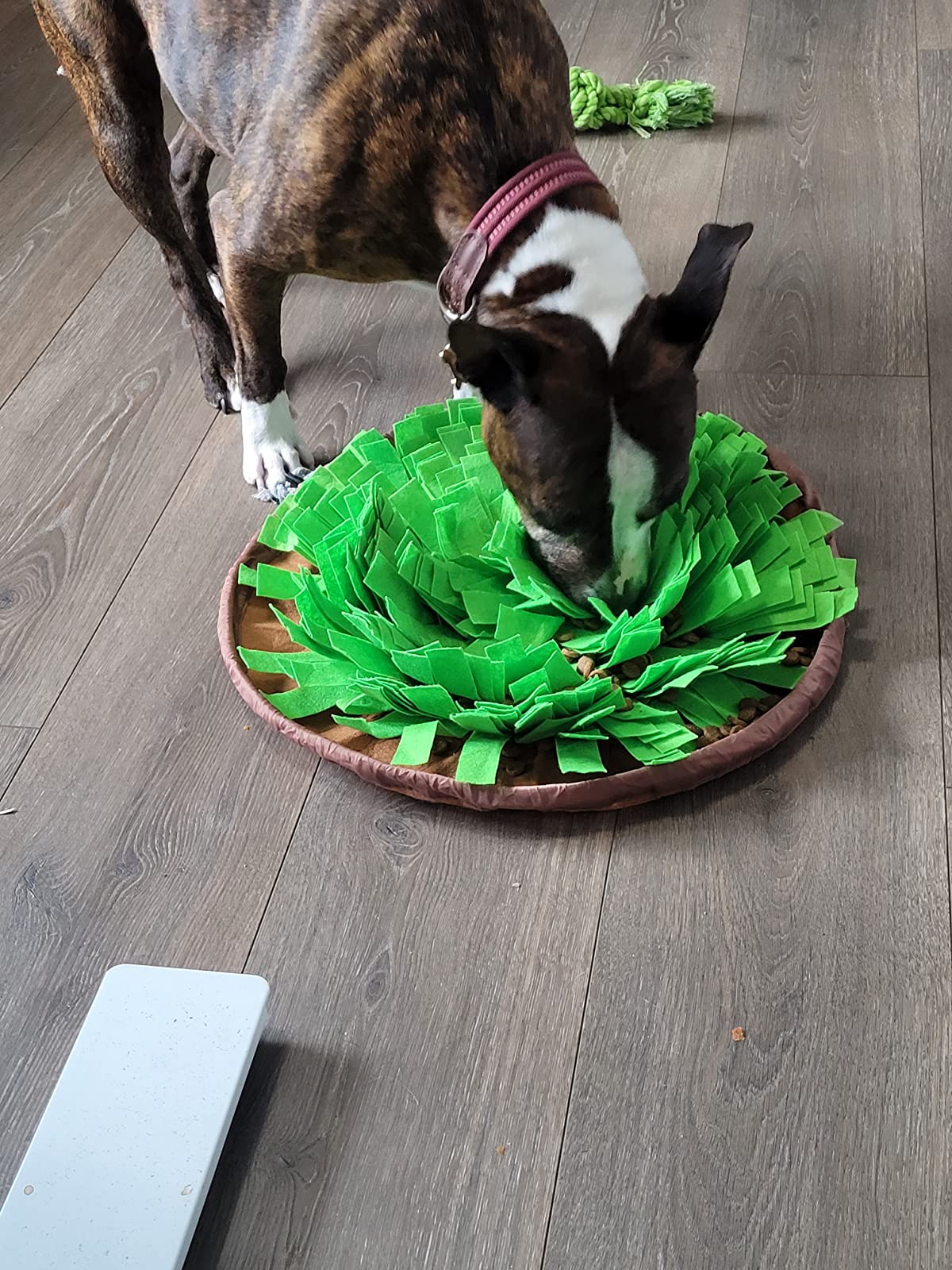 mind stimulating toys for dogs