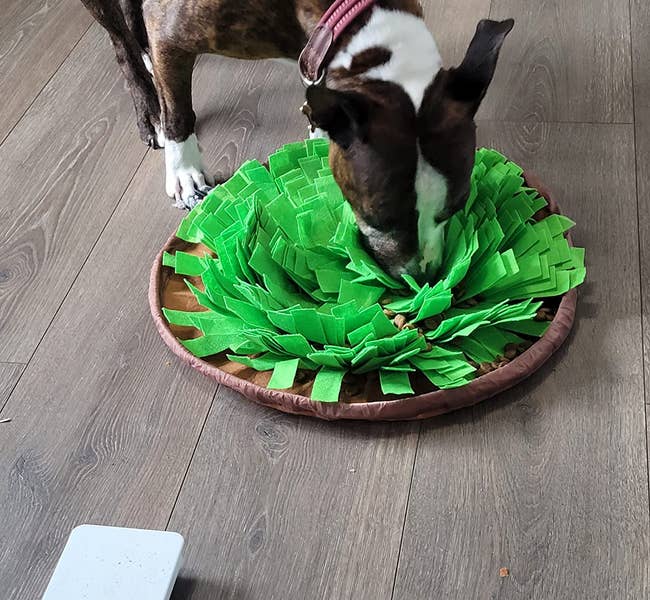 dog sniffing the mat, which looks like a bowl with green felt leaves