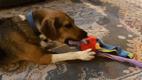 GIF of a dog pulling a purple string from the snuffle ball