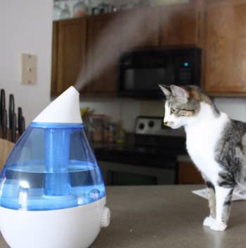 reviewer photo of the Crane water drop humidifier emitting steam next to a cat