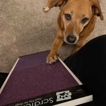 Reviewer's dog using scratch pad