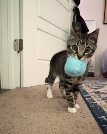 A cat walking on carpet is holding a blue ball in its mouth. A door and part of a rug are visible in the background