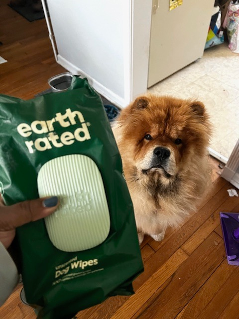 buzzfeeder holding battalion  of canine  wipes adjacent  to chow chow puppy