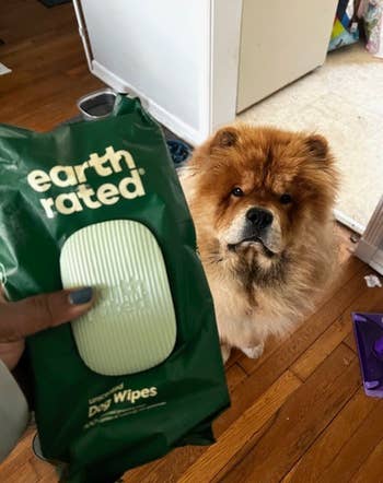 buzzfeeder holding pack of dog wipes next to chow chow puppy