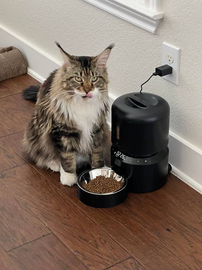 A Maine Coon feline sits adjacent to an automatic favored feeder filled with adust food, licking its lips. A favored furniture is disposable successful the background