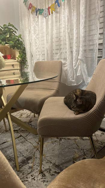 reviewer's curved dining room chairs with a khaki cover and cat on one cushion