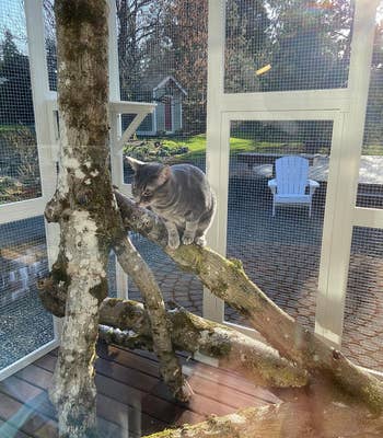 another reviewer's cat inside the white catio while sitting on a tree branch