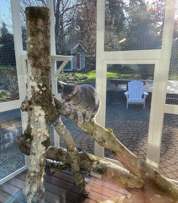 another reviewer's cat inside the white catio while sitting on a tree branch