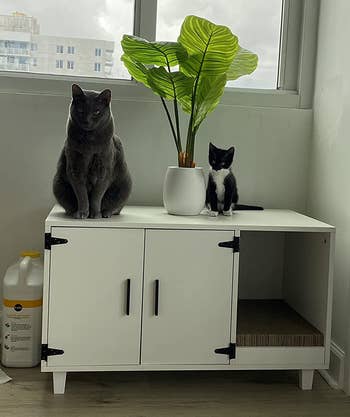 Reviewer image of white two door cabinet with wide opening and cats sitting on top