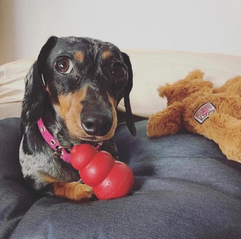 a reviewer's dachshund with their red kong toy