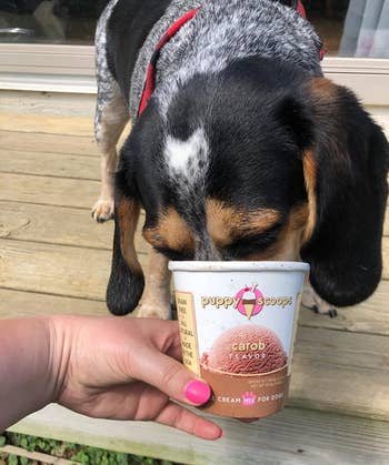 Reviewer image of dog eating ice cream out of container