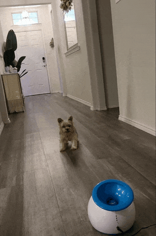gif of another reviewer's dog chasing ball from iFetch launcher