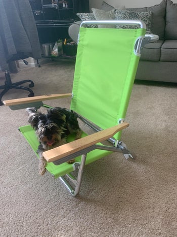 reviewer photo of their dog sitting in the green beach chair