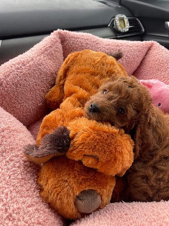 reviewer photo showing their new small puppy cuddling with its SmartPetLove snuggle puppy
