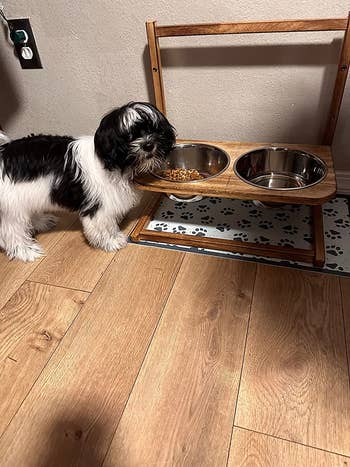 a reviewers small dog using the feeder on the shortest setting