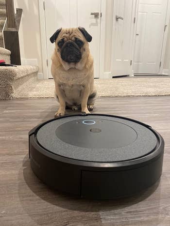 reviewer's pug next to large robo vac