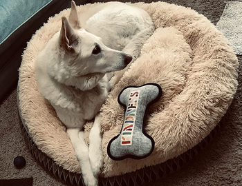 dog laying in beige cozy pet bed with toy