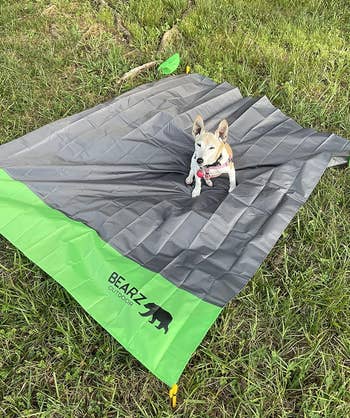 Dog sitting on a gray and green BEARZ Outdoor blanket on grass