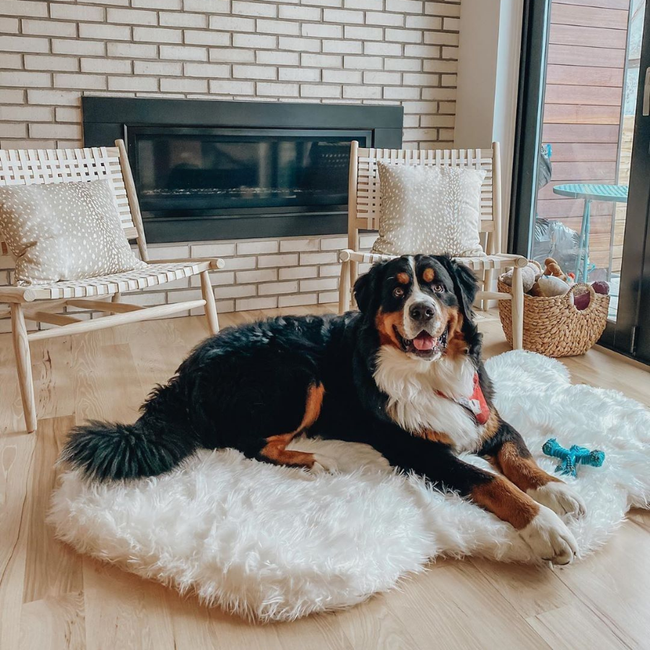 Best bed for bernese mountain outlet dog