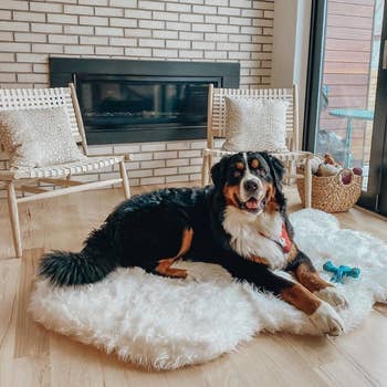 Bernese mountain dog on large white faux fur bed