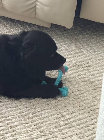 A black puppy chews on a textured blue dog toy while lying on a carpeted floor