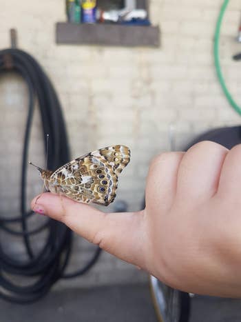 close up image of a butterfly on a reviewer's kid's finger