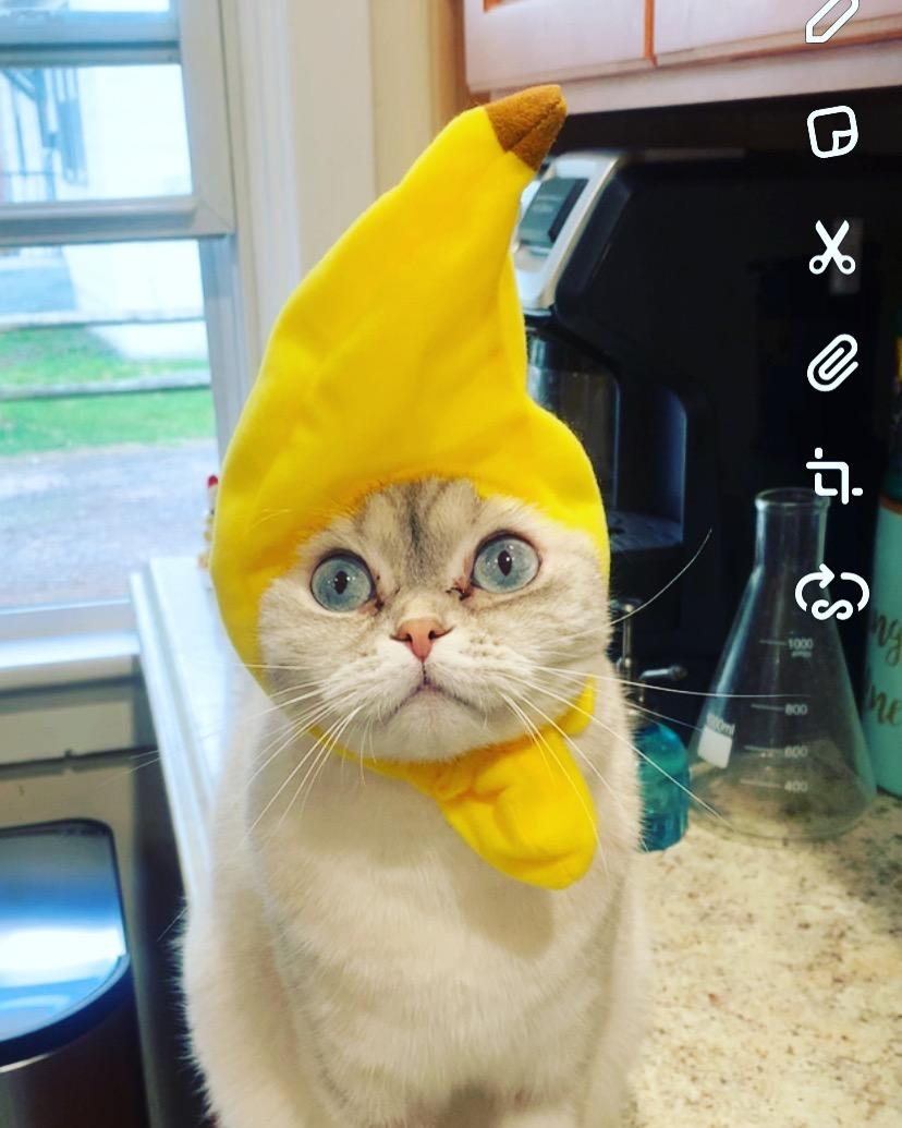 Cat wearing a banana-shaped chapeau  stands connected  a room  counter. Playful and humorous accessory