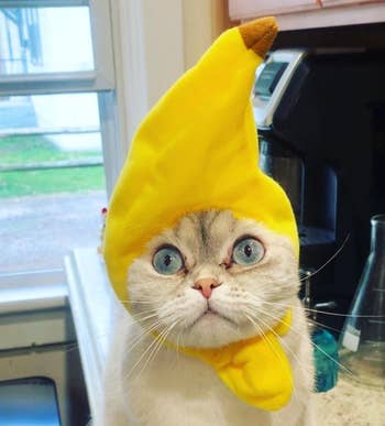 Cat wearing a banana-shaped chapeau stands connected a room counter. Playful and humorous accessory